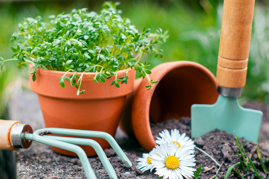 Winter Gardening Tips for Australian Backyards